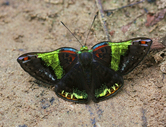 Rainbow Metalmark