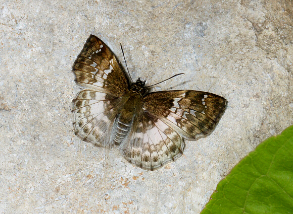 Bamba Spreadwing