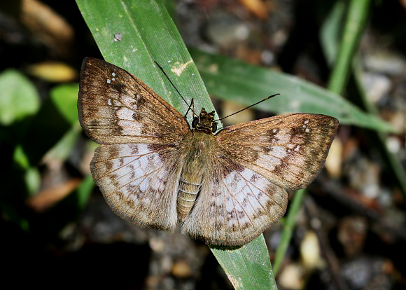 Hoary Spreadwing