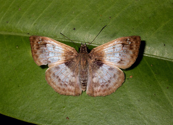 Leada Spreadwing