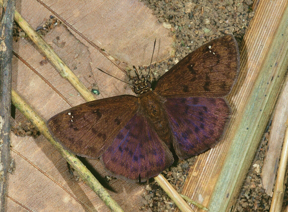 Violet Spreadwing