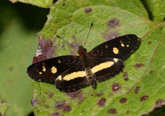 Castilia angusta, Rio Shima, Satipo, Peru - Adrian Hoskins