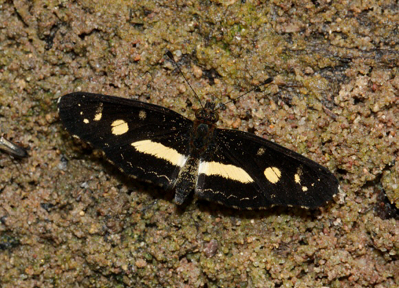 Castilia angusta, Rio Shima, Satipo, Peru - Adrian Hoskins