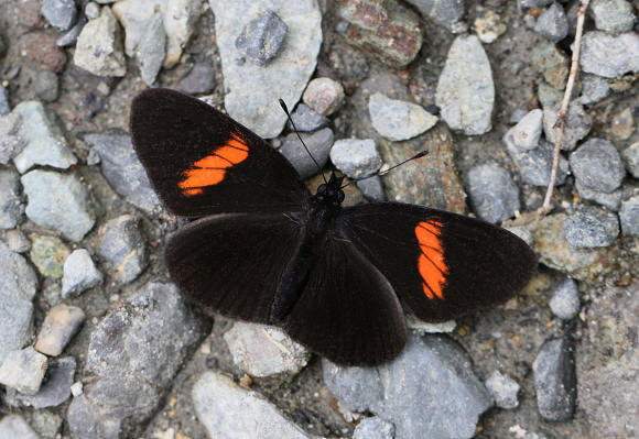 Castilia castilla castilla, Otun-Quimbaya, Colombia - Adrian Hoskins