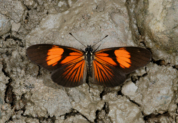 Acraea Mimic