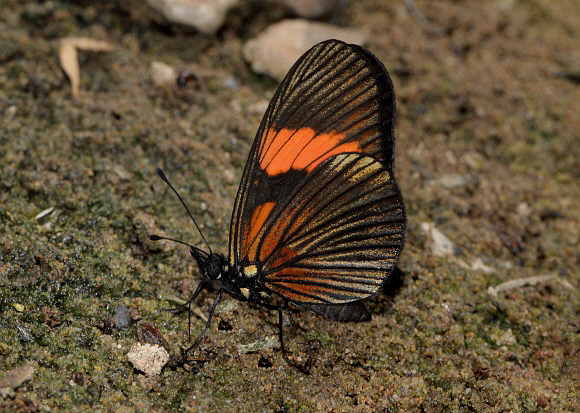 Castilia perilla, Satipo, Peru - Adrian Hoskins