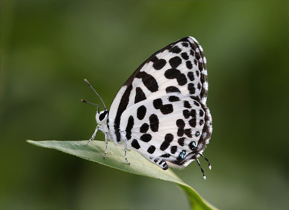 Castalius rosimon, Manas, Assam, India - Adrian Hoskins