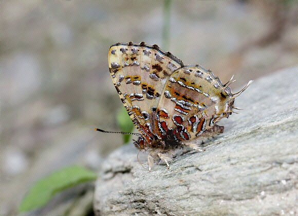 Catapaecilma major, Kalejnala, West Sikkim, India - Adrian Hoskins