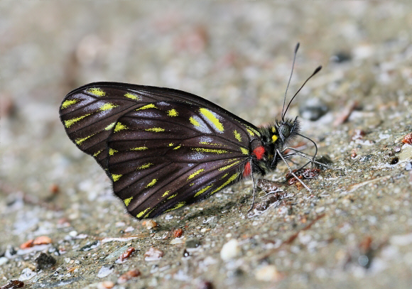 Catasticta%20ctemene%20rubricata%20male%201605 001a - Learn Butterflies