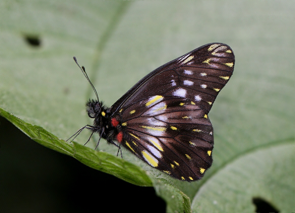 Narrow-banded Dartwhite