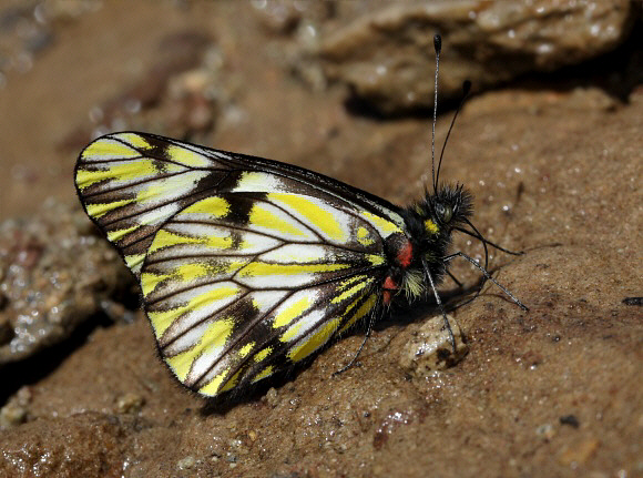 Catasticta%20pieris%20pieris%204769 001a - Learn Butterflies