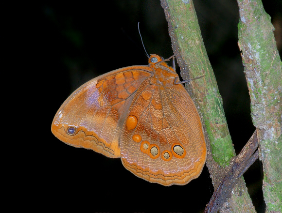 Ocellated Owlet