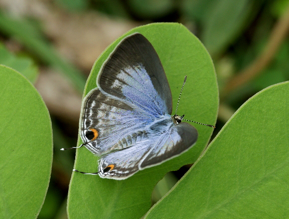 Catochrysops strabo, female, Weligaththa, Sri Lanka - Adrian Hoskins