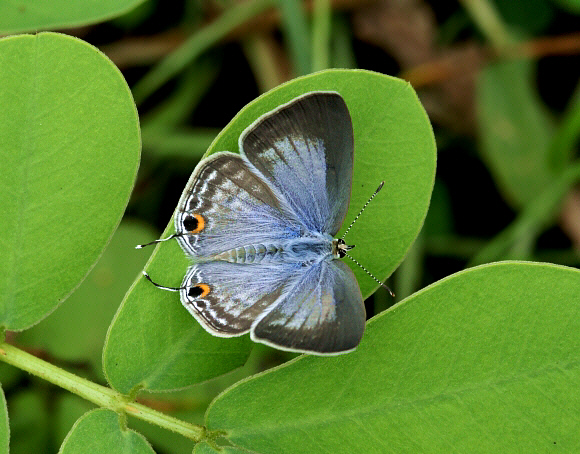 Forget-me-not