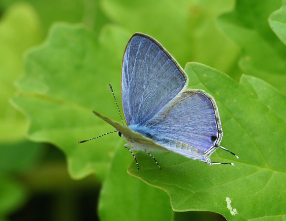 Catochrysops strabo, male, Weligaththa, Sri Lanka - Adrian Hoskins