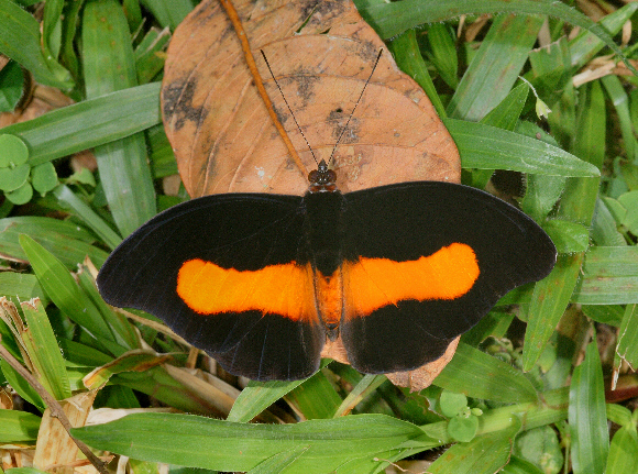 Catonephele%20acontius%20226a - Learn Butterflies