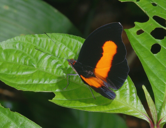 Catonephele%20acontius%20301a - Learn Butterflies