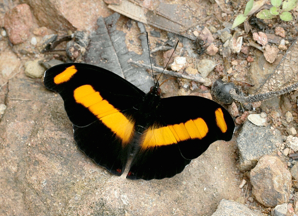 Catonephele%20chromis%202854 001a - Learn Butterflies