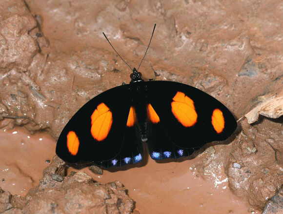 Catonephele%20numilia%202612 001b - Learn Butterflies