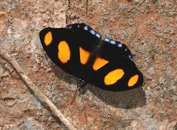 Catonephele%20numilia%209992 001a - Learn Butterflies