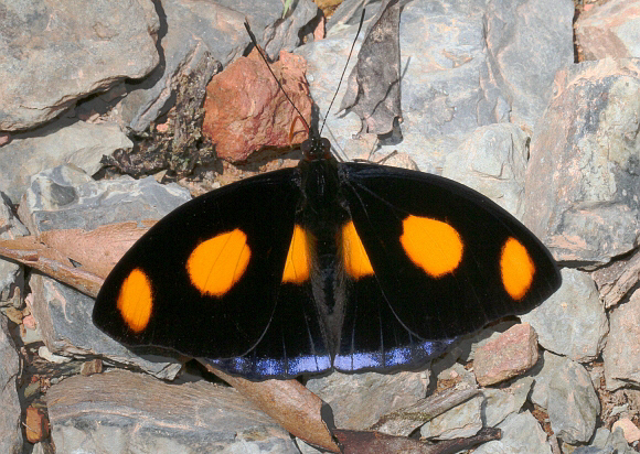 Blue-spotted Firewing