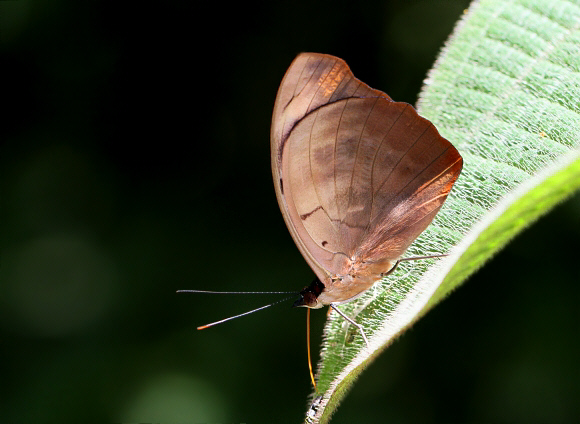 Catonephele%20numilia%20esite%204293 001a - Learn Butterflies