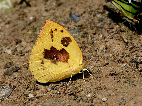 Lemon Emigrant