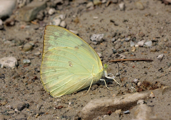 Catopsilia pomona 'catilla' female by Adrian Hoskins