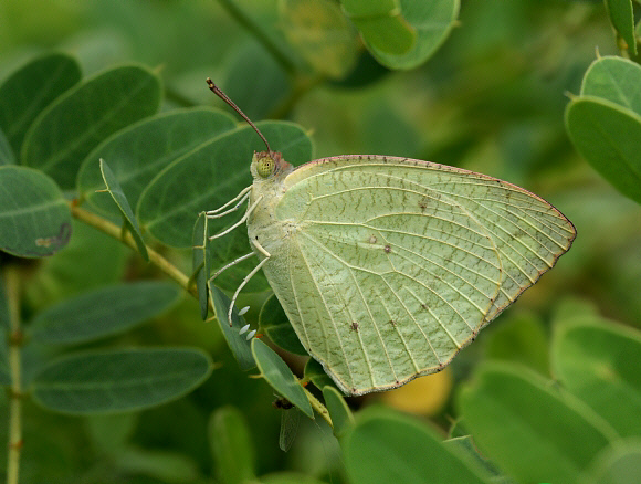 Mottled Emigrant