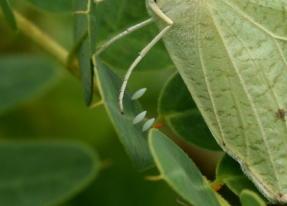 Catopsilia pyranthe, egg cluster, Weligaththa, Sri Lanka by Adrian Hoskins