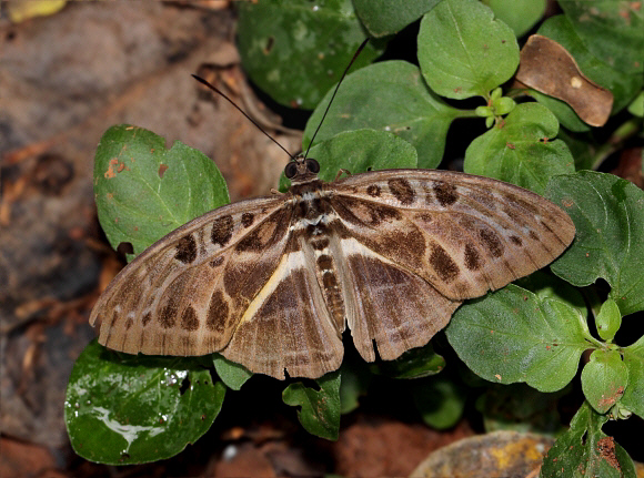 Catuna oberthueri, Atewa Hills, Ghana – Adrian Hoskins