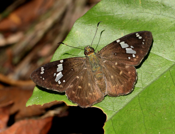 Broken-banded Flat