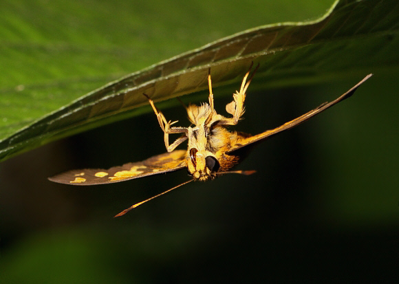 Celaenorrhinus galenus, Aburi, Ghana – Adrian Hoskins