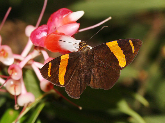 Twin-banded Golden Flat