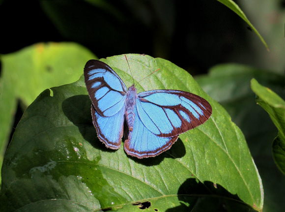 Cephus Blue Ringlet