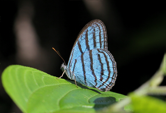 Cepheuptychia cephus, Tingo Maria, Peru - Adrian Hoskins