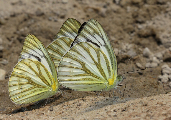 Cepora nerissa, Buxa, West Bengal, India - Adrian Hoskins