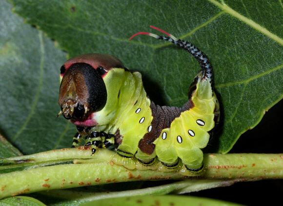 Puss moth (Cerura vinula)