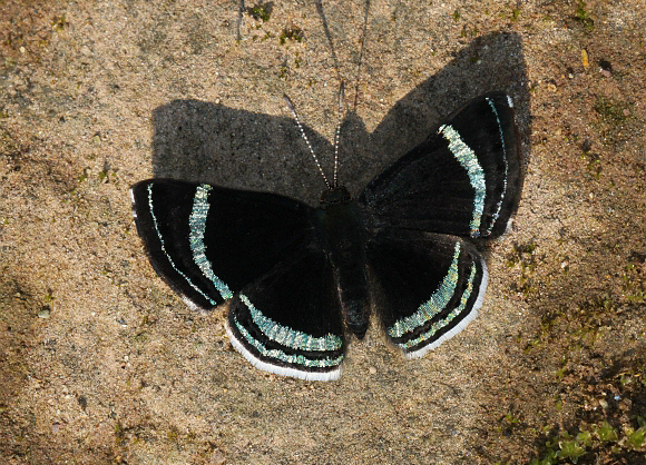 Theodora Metalmark