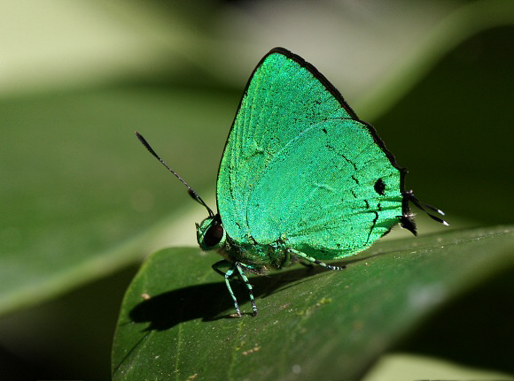 Cramer’s Green Hairstreak