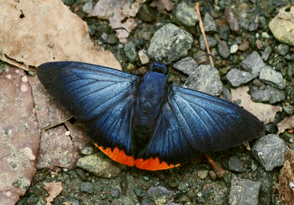 Zereda Skipper