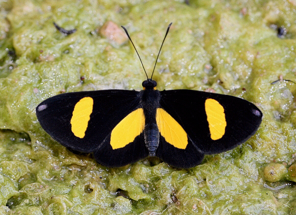 Chamaelimas%20briola%20115 001a - Learn Butterflies