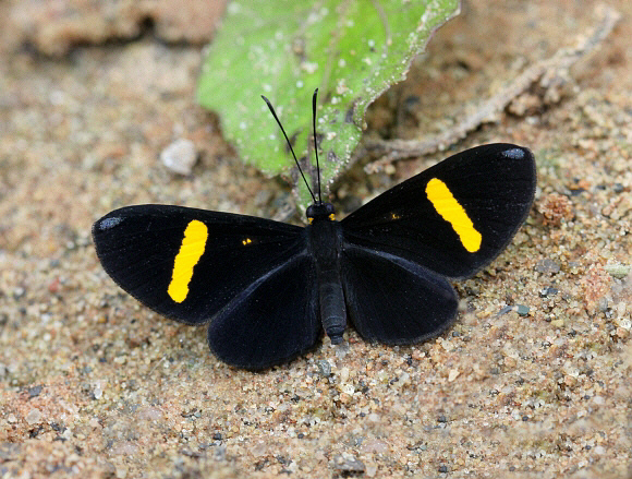 Narrow-banded Demon