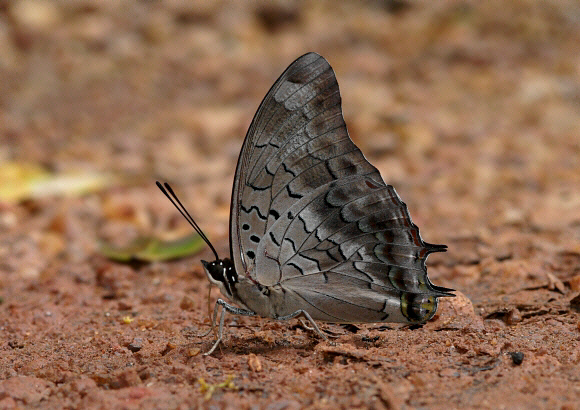Charaxes etheocles, male, Bobiri Forest, Ghana – Peter Bygate