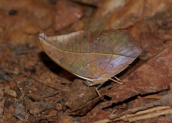 Charaxes paphianus falcata, Bobiri Forest, Ghana – Peter Bygate
