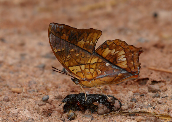 Charaxes pleione, male, Bobiri Forest, Ghana – Peter Bygate