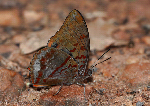 Charaxes protoclea protoclea, Bobiri forest, Ghana – Adrian Hoskins