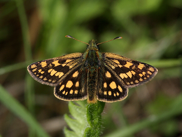 Chequered Skipper