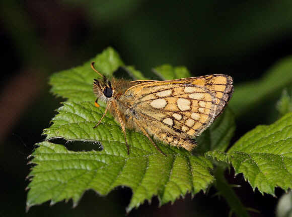 Chequered%20Skipper%20uns2%20PBJa - Learn Butterflies