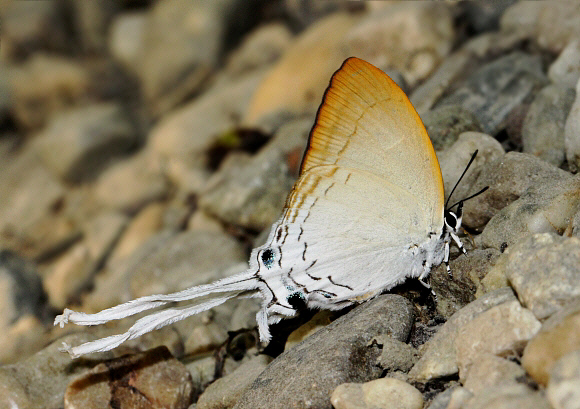 Cheritra freja, Chilapata, West Bengal, India - Adrian Hoskins